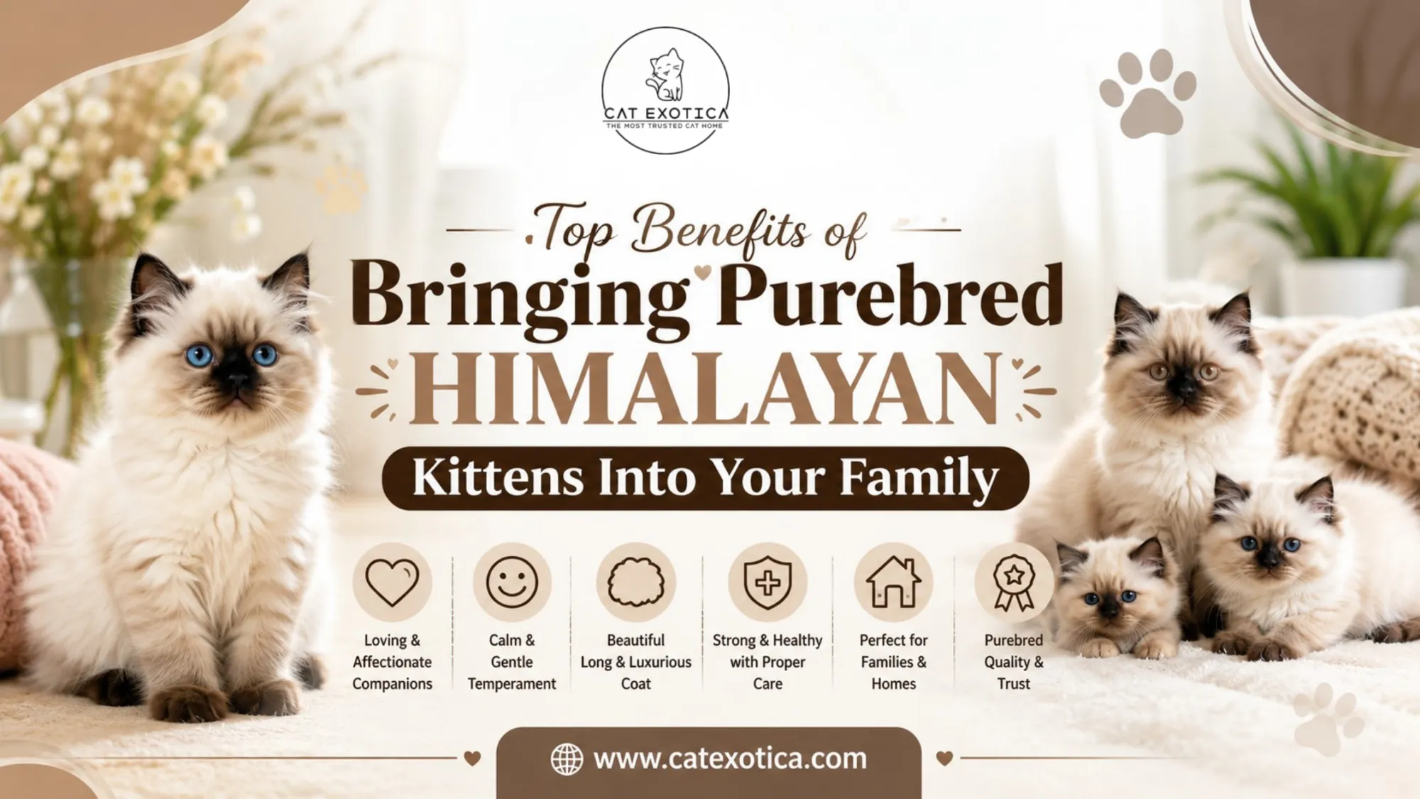Top Care Tips for Raising Purebred Himalayan Kittens