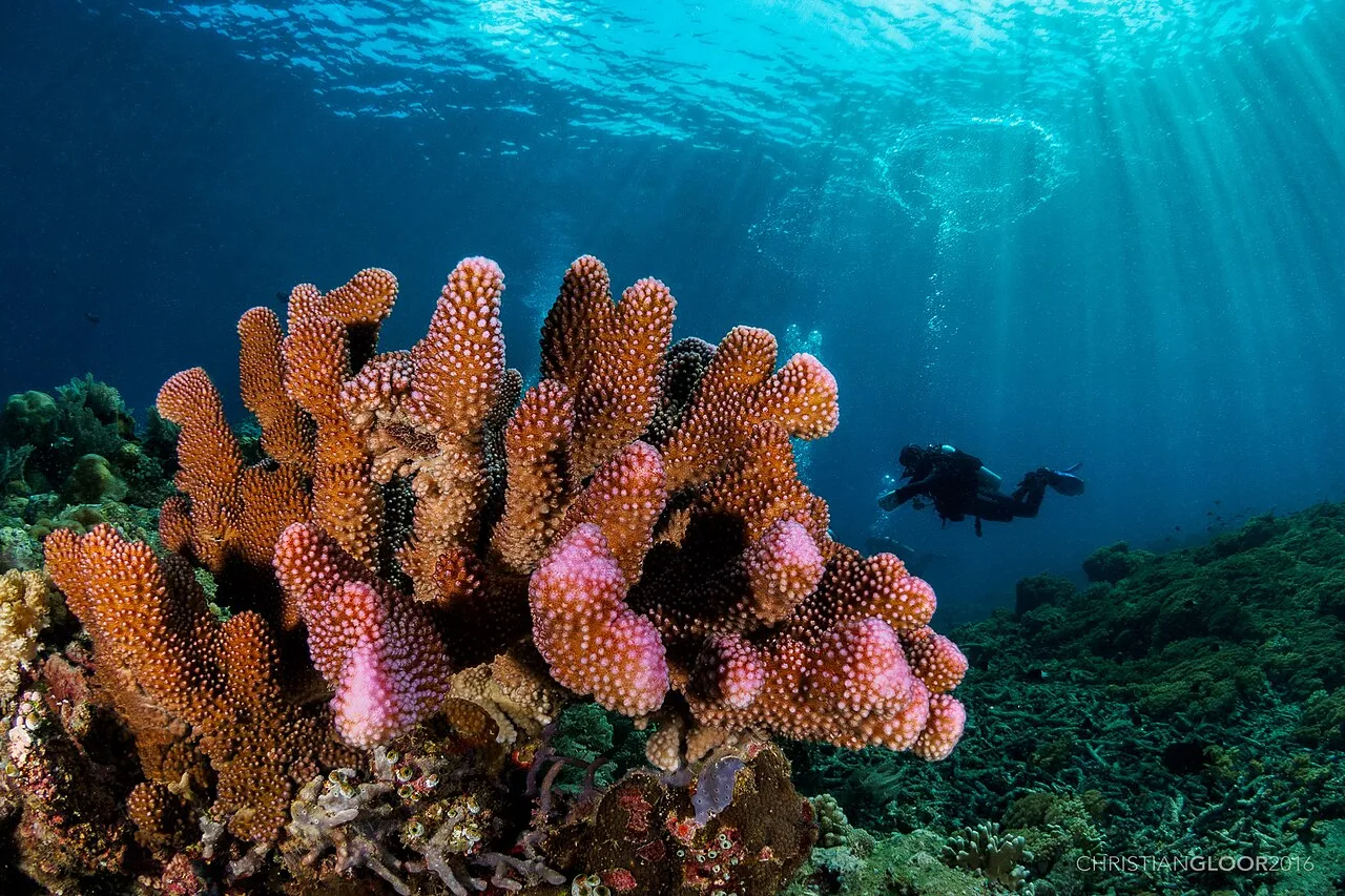 Rejser til Sulawesi: Guide til Bunaken, vægdykning og den bedste rejsetid