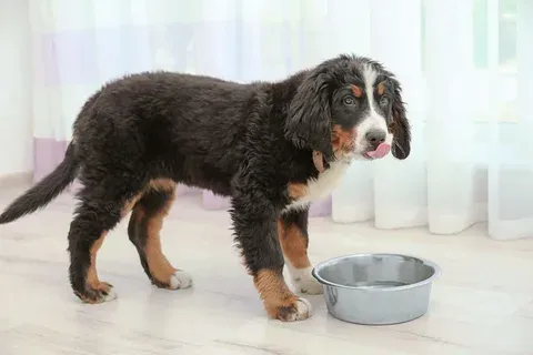 Dog Constipation Relief: Safe Ways to Help Your Dog Feel Better