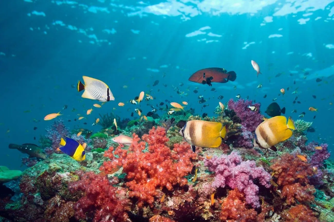 Jolly Buoy Island Andaman: A Nature Lover’s Guide to the Coral Paradise