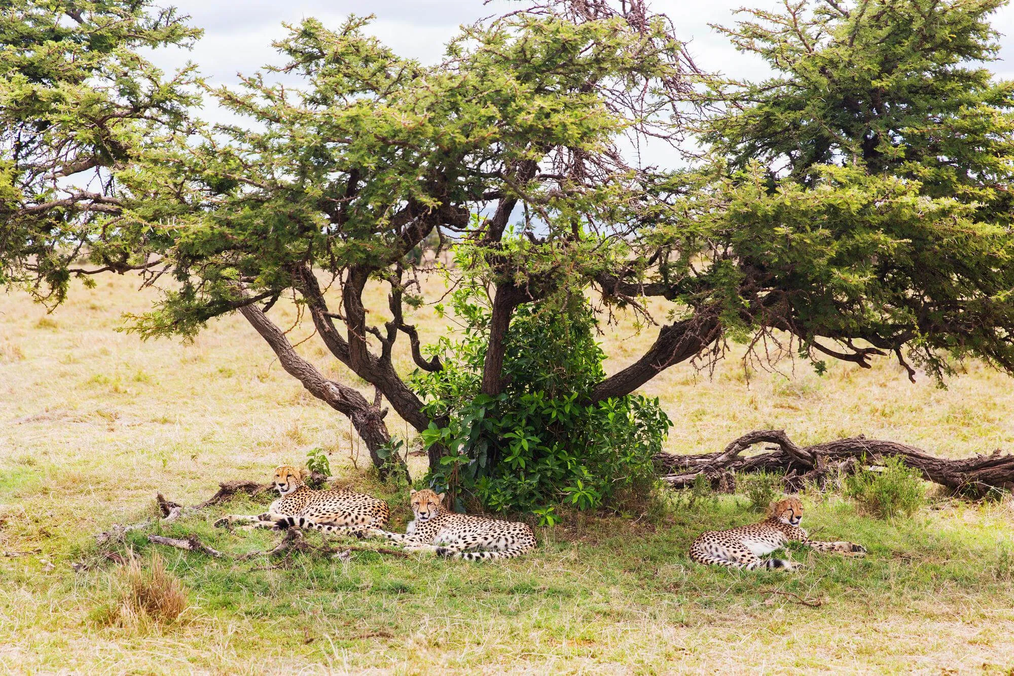 Best National Parks in Tanzania for Safari: Complete Guide