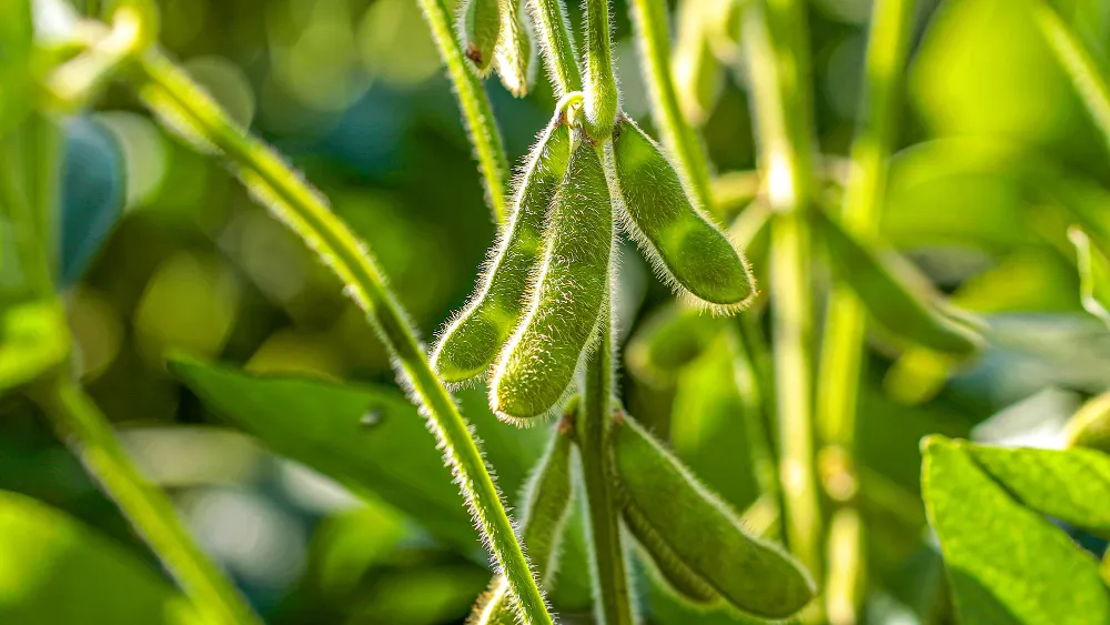 Soybean Nutrients: From Roots to Pods & Seasonal Nutrient Uptake
