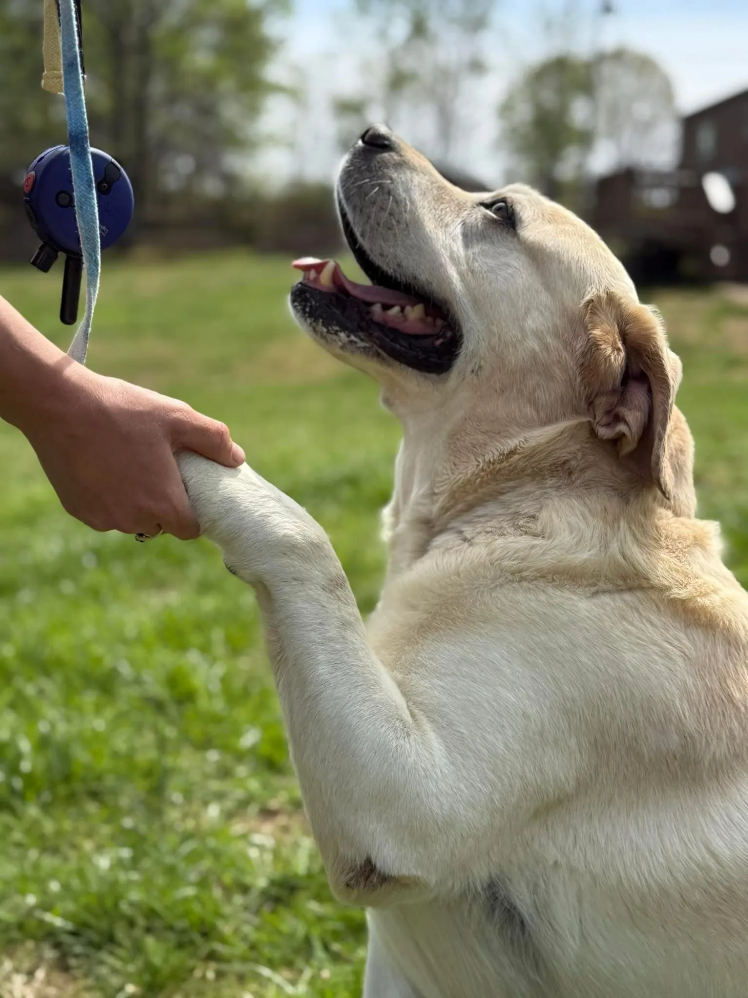 How a Dog Grooming Service Helps Manage Fur Around a Dog’s Harness Area