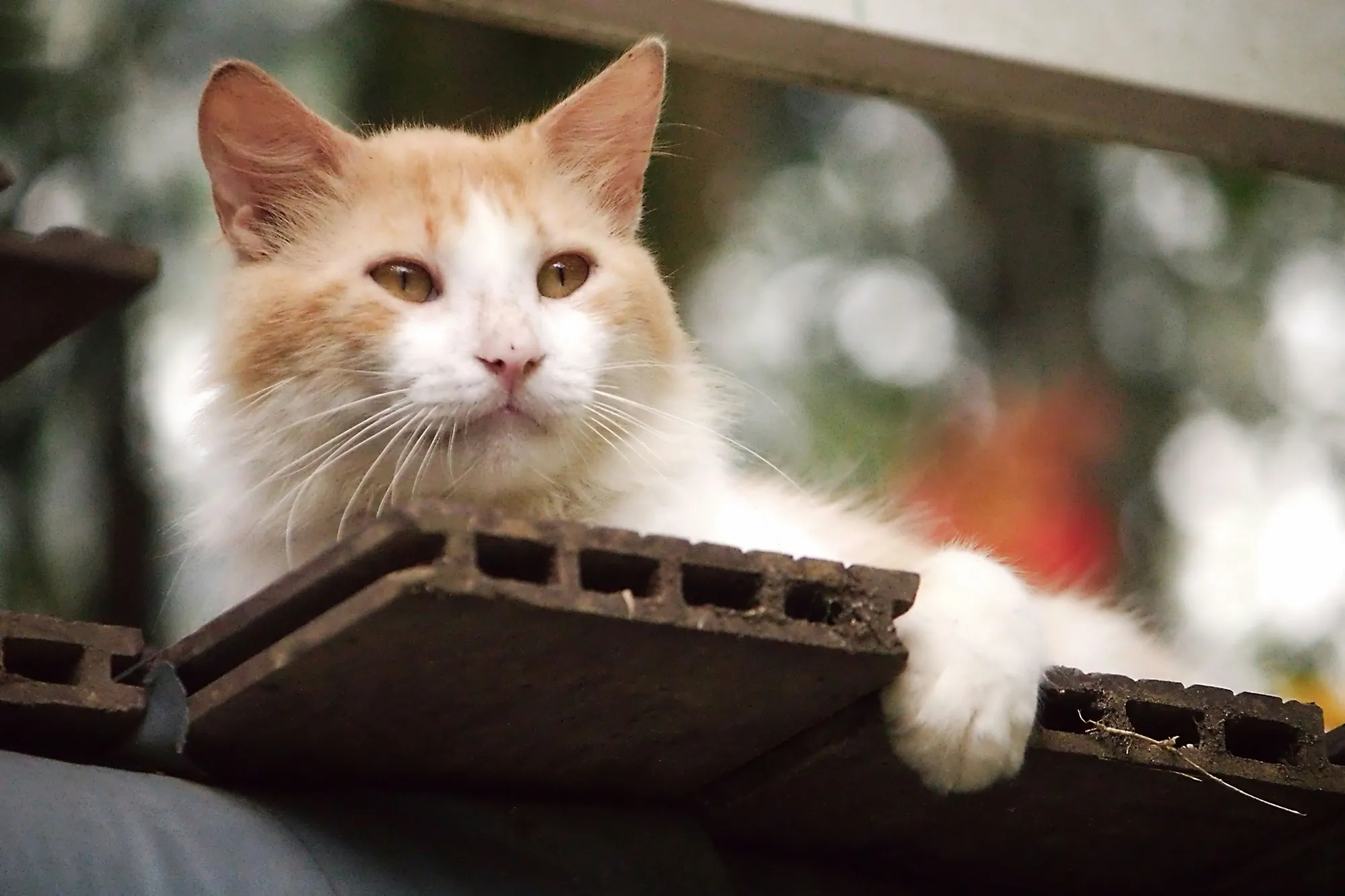 How Mobile Cat Grooming Makes Life Easier for Chicago Cat Parents