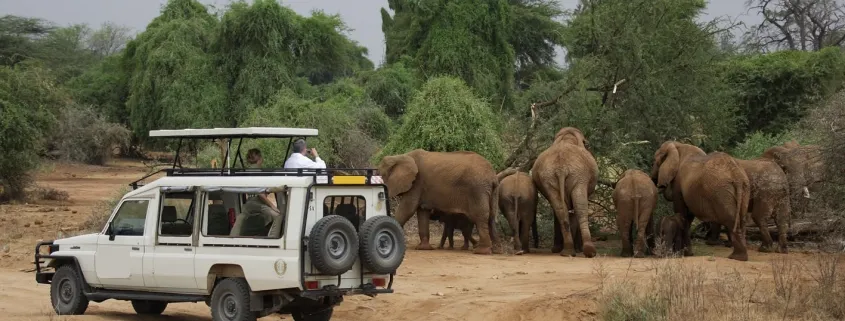 What to Consider When Planning a Kenya Safari
