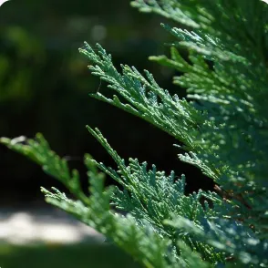Complete Guide to Mulching: Tips, Techniques, and Benefits for Your Garden