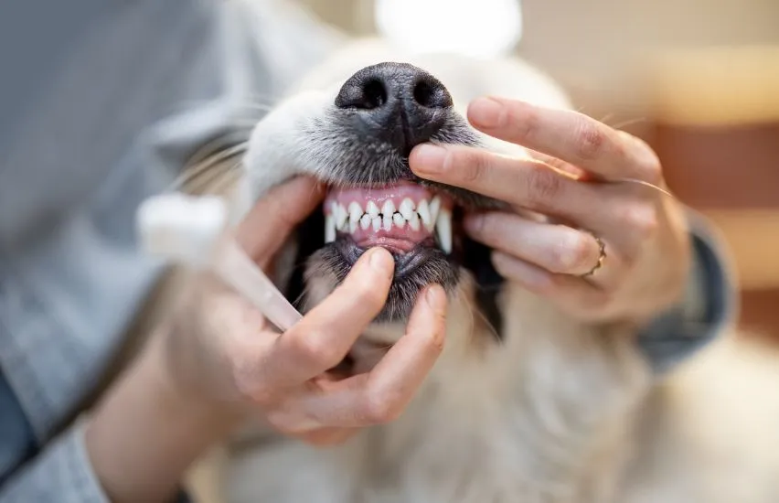 How Much Does Dog Dental Cleaning Cost? What Mt Pleasant Pet Owners Should Know