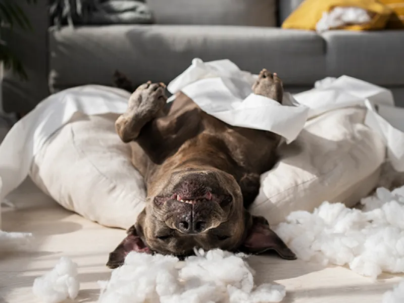 French Bulldog Constipation Cure: Expert Tips