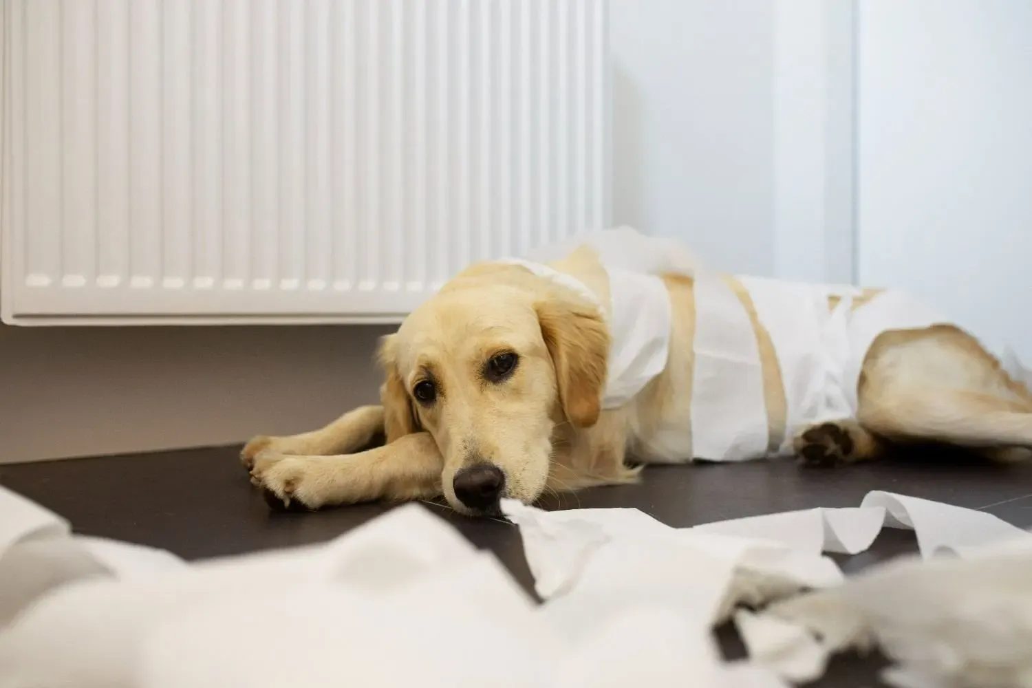 Digestive Issues in Dogs: Common Problems, Causes & Prevention Tips
