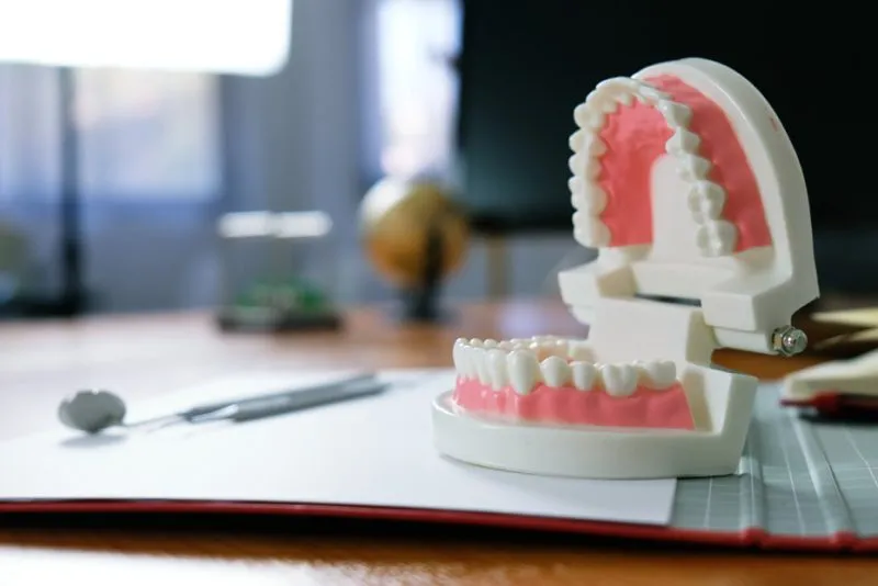 Dental teeth model for oral health education and training