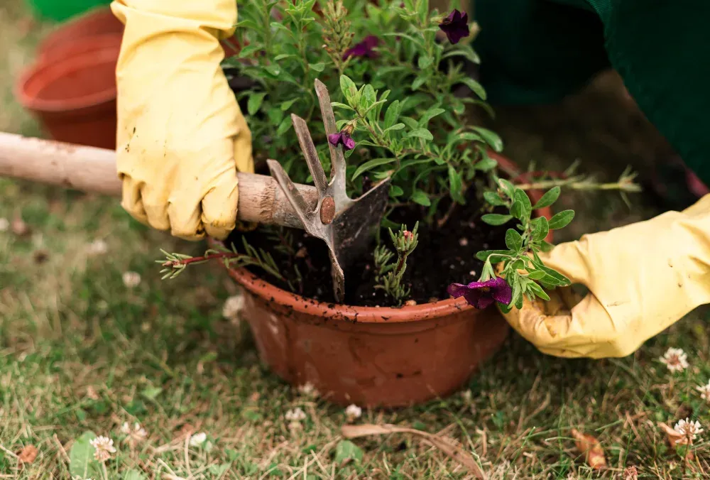 Why Overgrown Gardens Are Common in Dublin
