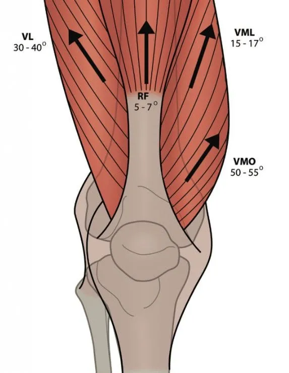 Physio for Athletes Supporting Recovery Strength and Performance