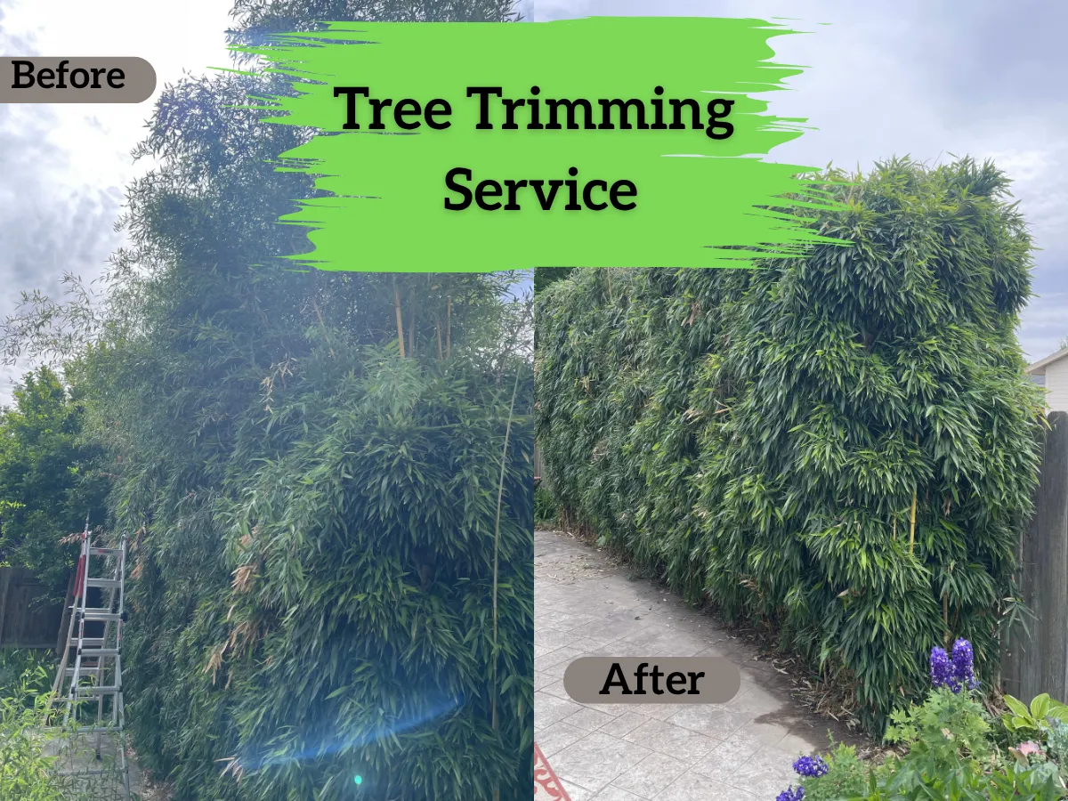 Tree Trimming Service: Why Proper Pruning Matters for Healthy Trees
