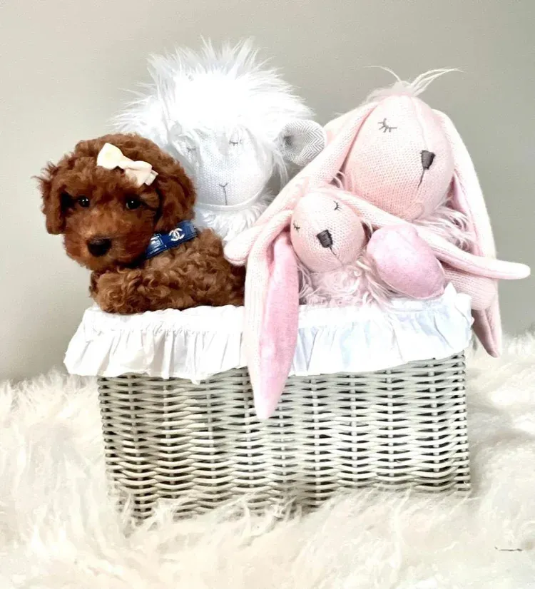What Makes This Dog Boutique Store in Pembroke Pines Different?