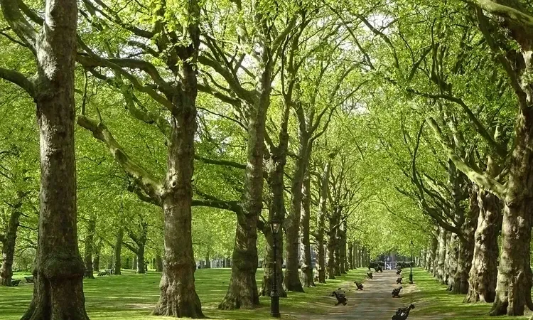 Why Regular Tree Maintenance Is Essential for a Safer and More Beautiful Property