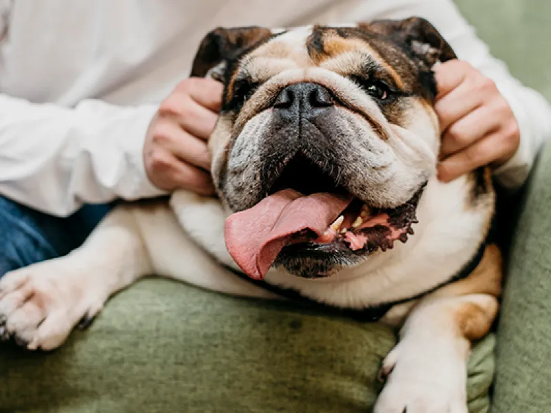French Bulldog Immune-Boosting Foods: A Step-by-Step Guide