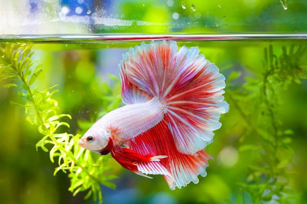 Guppy Breeders and Guppies Pets at Home: Buyer Questions