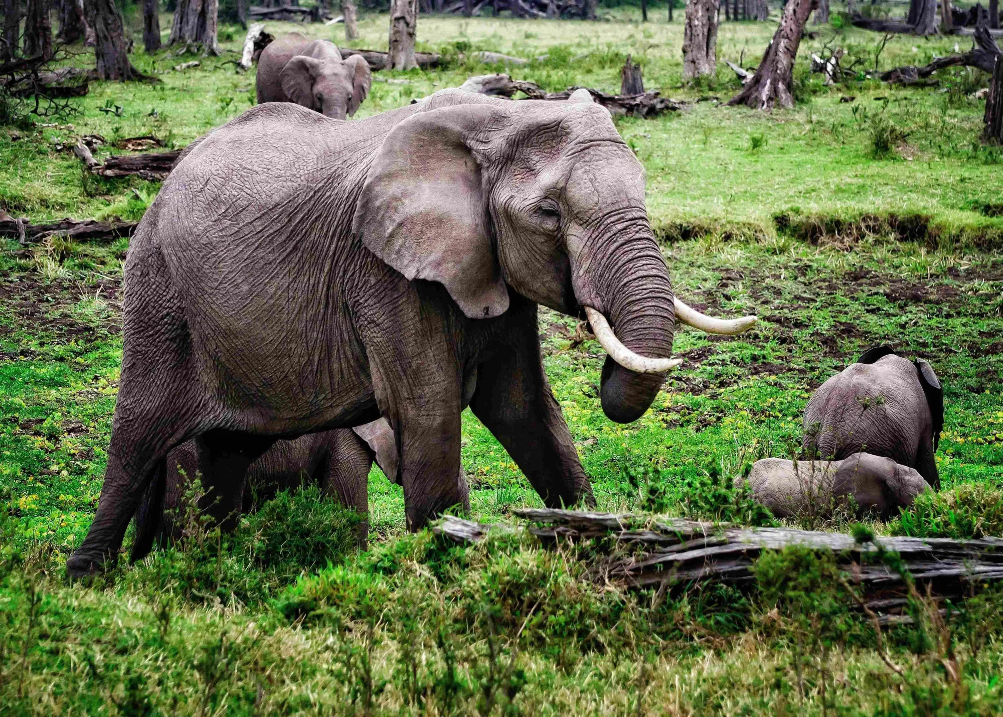 How to Plan Your First African Safari: A Complete Guide to an Unforgettable Journey