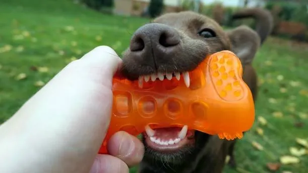 How Long Do Dog Squeaky Toys and Nylon Dog Toys Survive Heavy Chewers