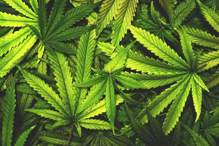 What Should Beginners Know Before Exploring CBD-Based Wellness?