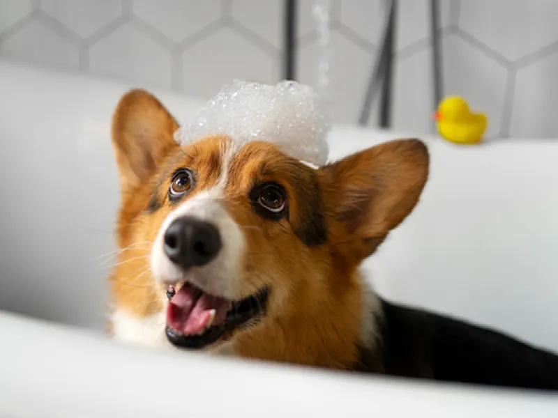 How Often to Bathe French Bulldogs with Allergies?