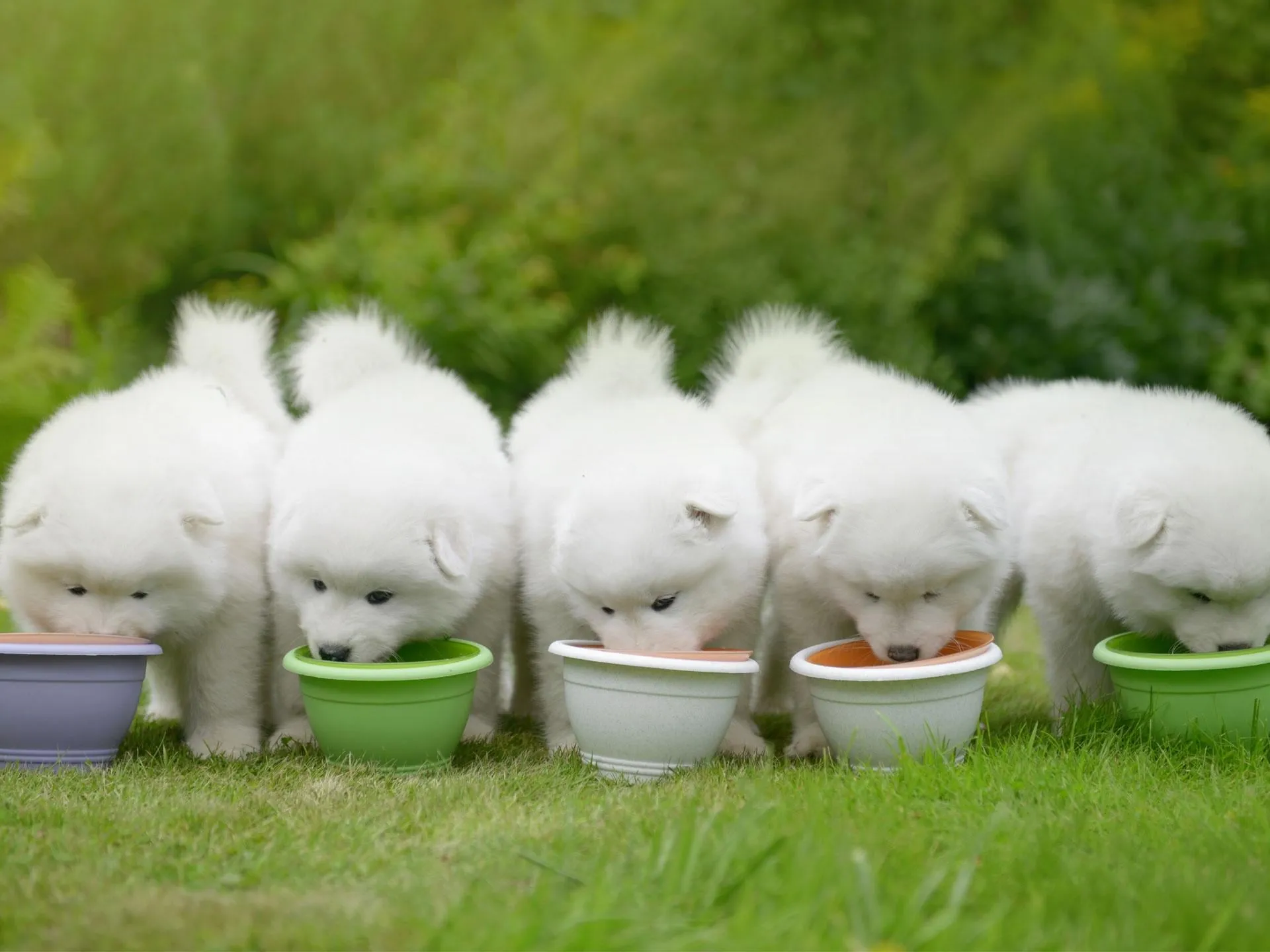AKC Samoyed Pups Ready to Become Your New Best Friend