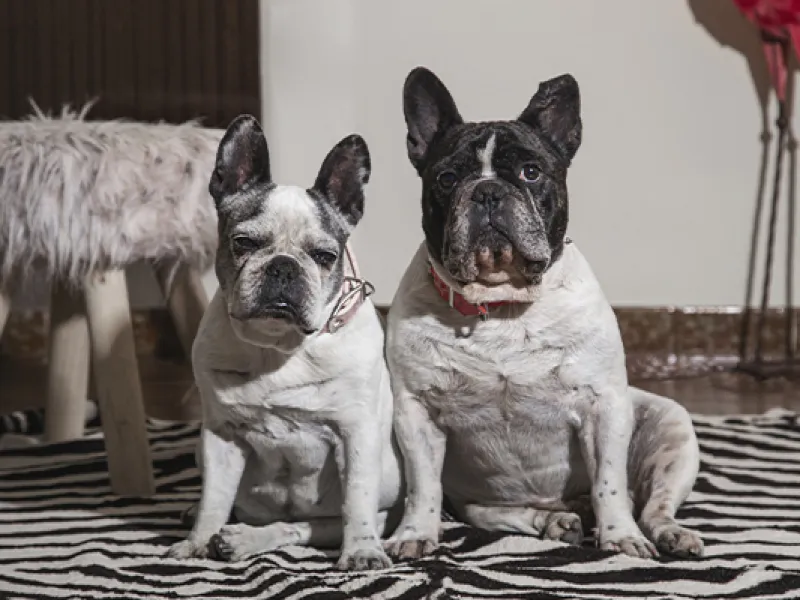 French Bulldog Coat Shedding Solutions: A Complete Guide