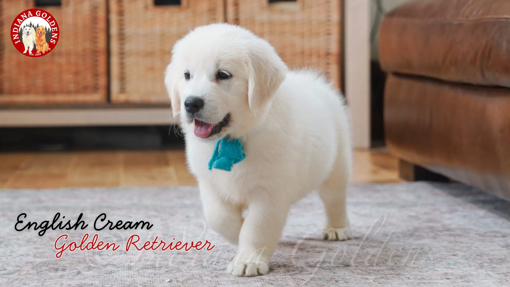 English Cream Golden Retriever: What to Know Before Bringing One Home