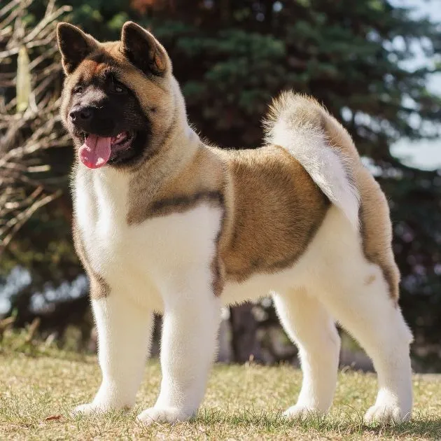 Everything You Need to Know Before Buying an Akita Puppy