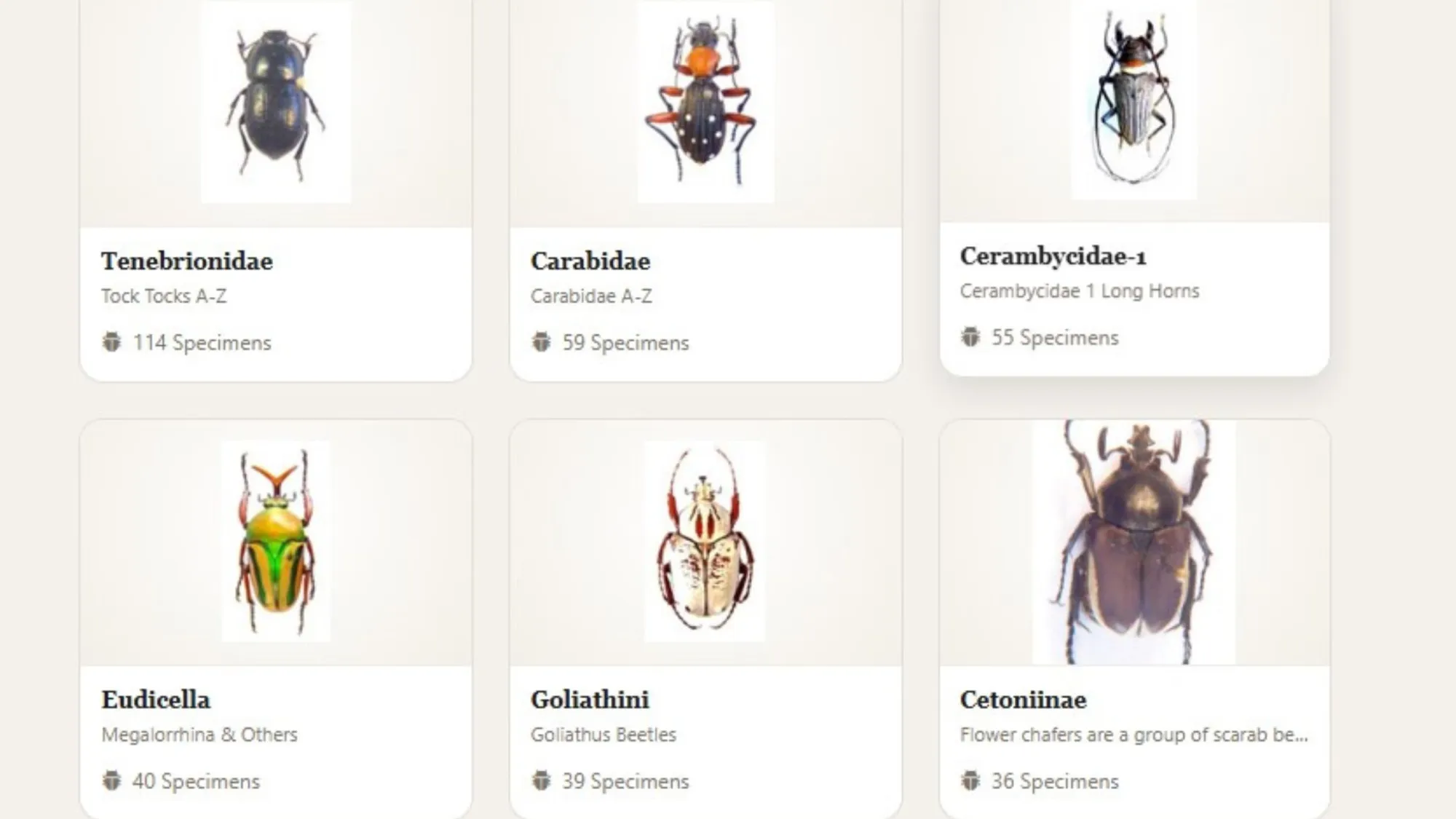 Colin Owen's Coleoptera Beetle Collection: A Life Spent Among Flower Beetles