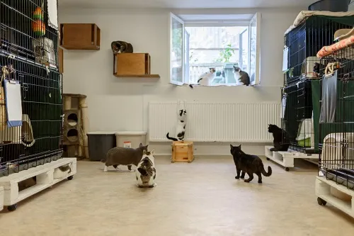 Why Luxury Cat Boarding Is the Best Choice for Chicago Cat Parents?