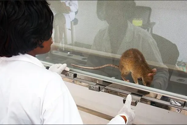 The KPV Evidence Map Across Cell, Animal, and Human Research