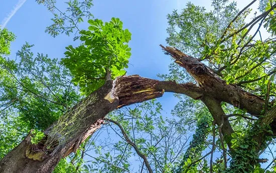 What Happens During a Professional Tree Removal Process?