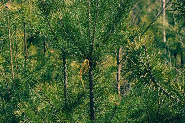 Seiridium Canker Treatment: How to Save Infected Cypress Trees