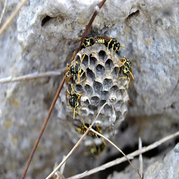How Much Does a Bee Removal Service Cost in Katy?
