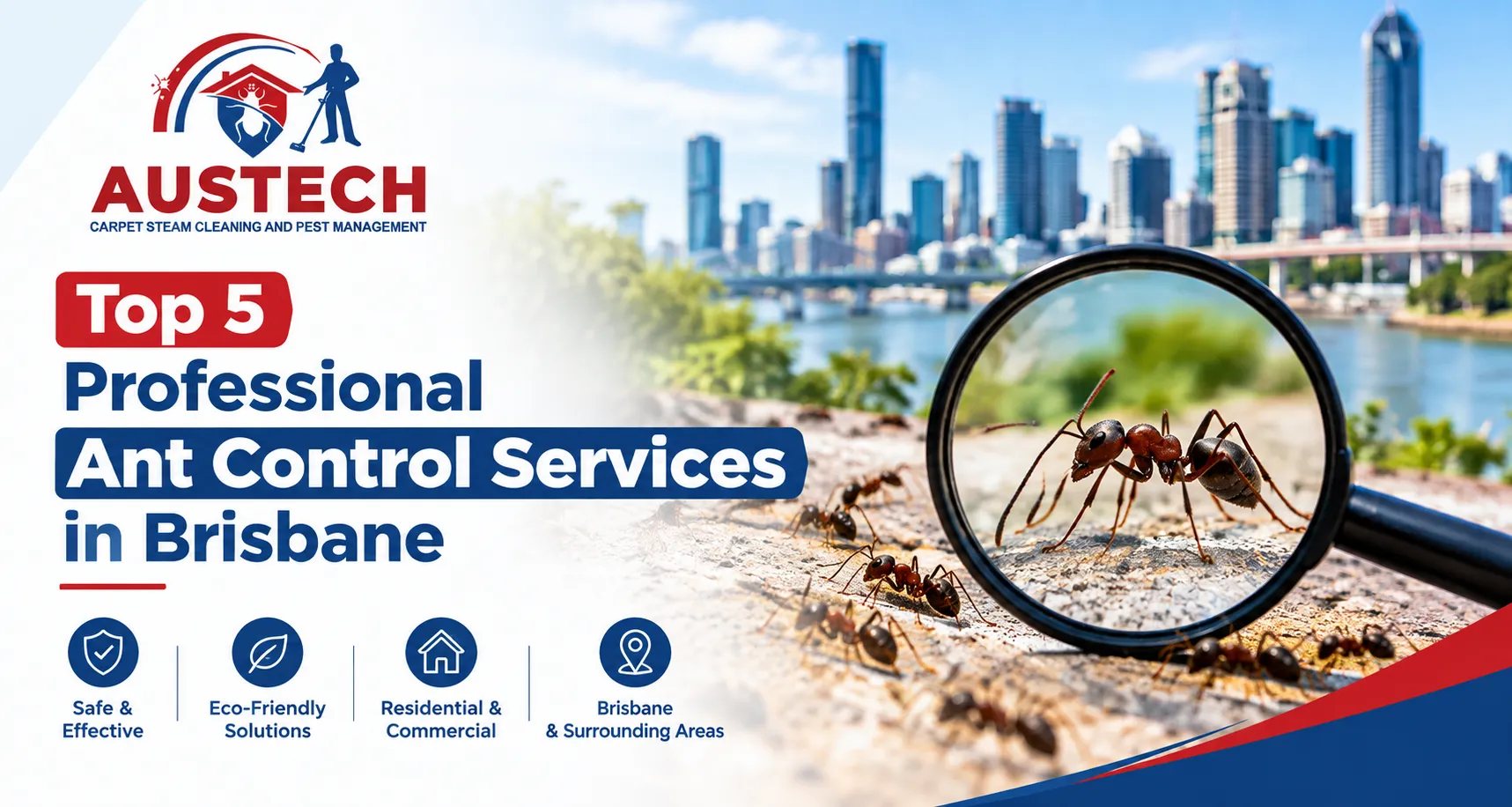 Top 5 Professional Ant Control Services in Brisbane