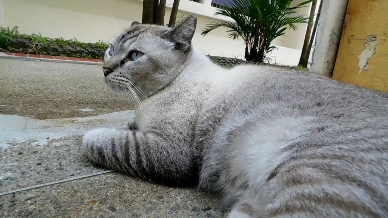 Why Does My Cat Avoid Me? Causes, Signs & How to Rebuild Trust
