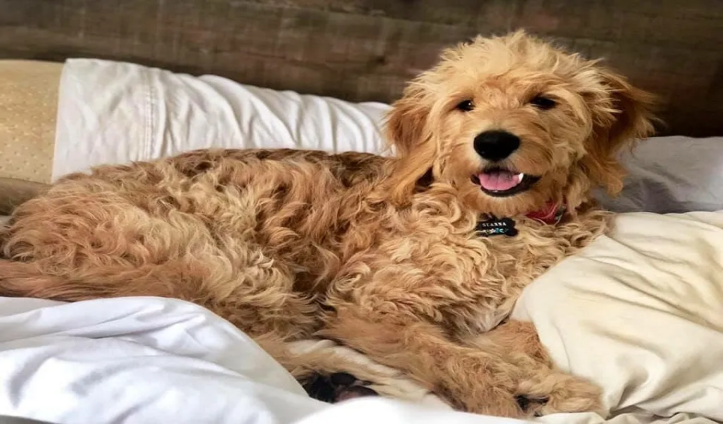 Your Lease Has a Weight Limit. Here's Which Sizes of Goldendoodle Actually Fit It