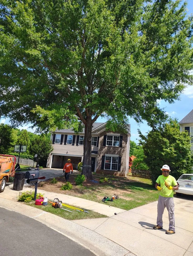 Building Safer, Healthier Landscapes With Professional Tree Care