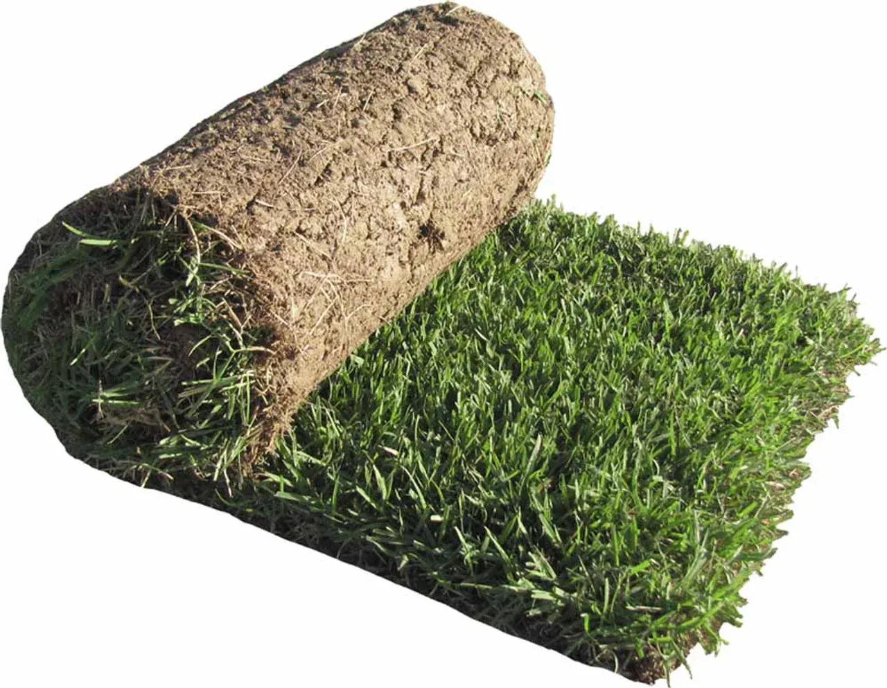 How to Keep New Zoysia Sod Healthy After Installation