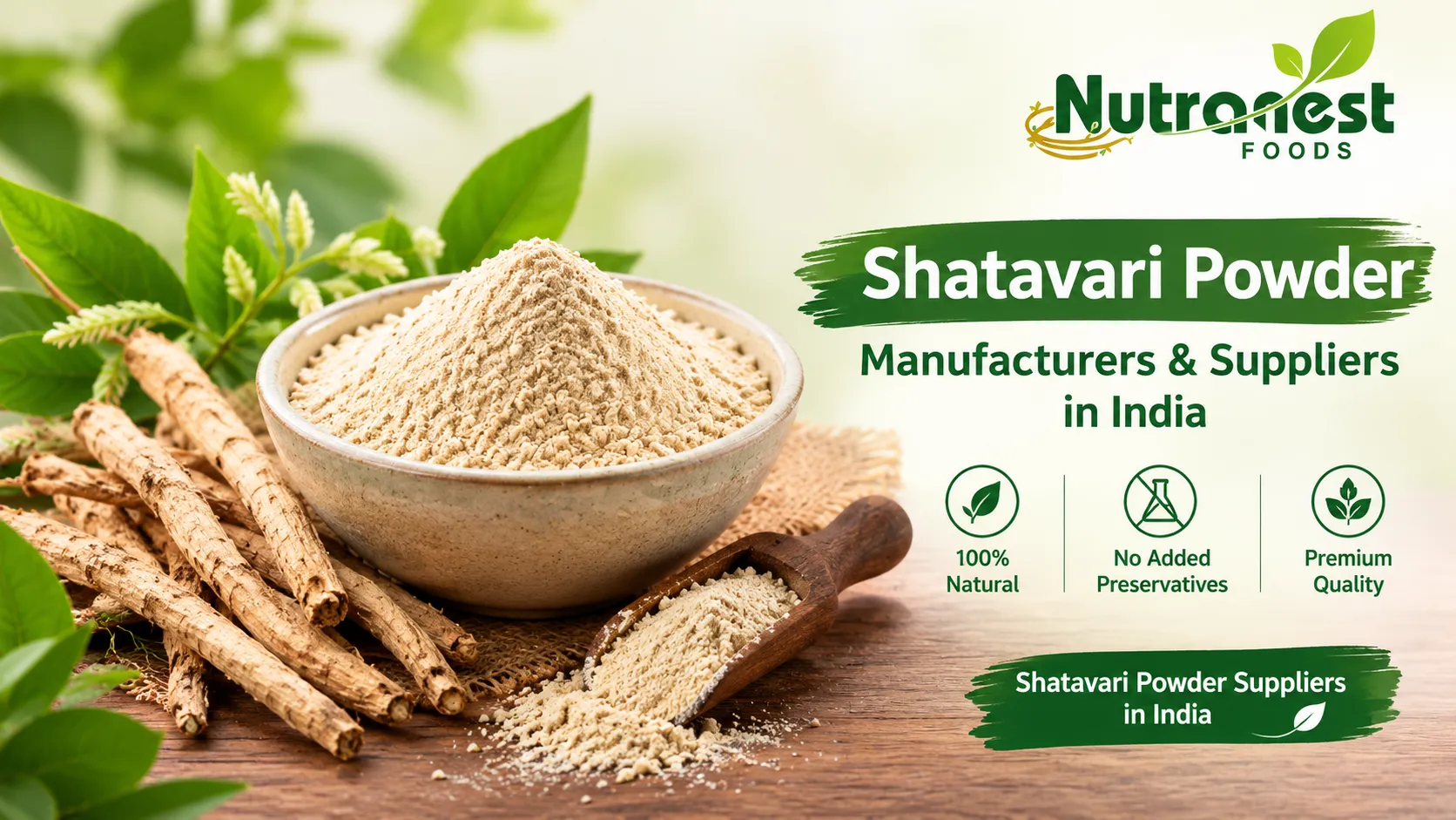 Shatavari Powder Manufacturers in India | Bulk Suppliers