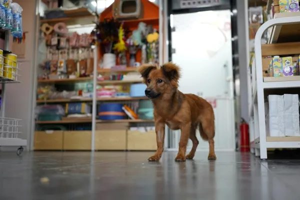 What Are the Top Benefits of a Pet Store Near Me?