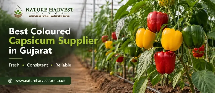 Coloured Capsicum Supply in Gujarat: What Hotels, Restaurants and Wholesalers Should Know
