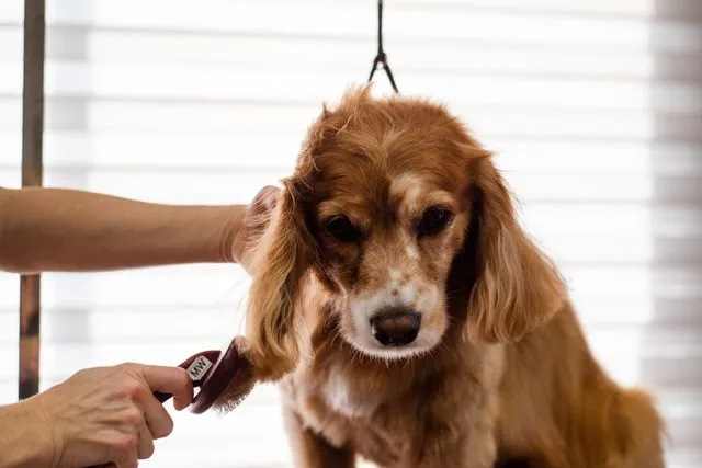 Making Grooming Easier With Mobile Pet Grooming Orange County