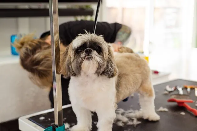 Making Routine Pet Care Simple With Mobile Dog Grooming in Irvine