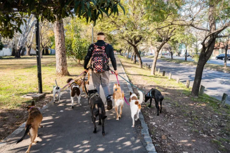 Why Hiring a Dog Walking Service Keeps Companions Energetic and Calm