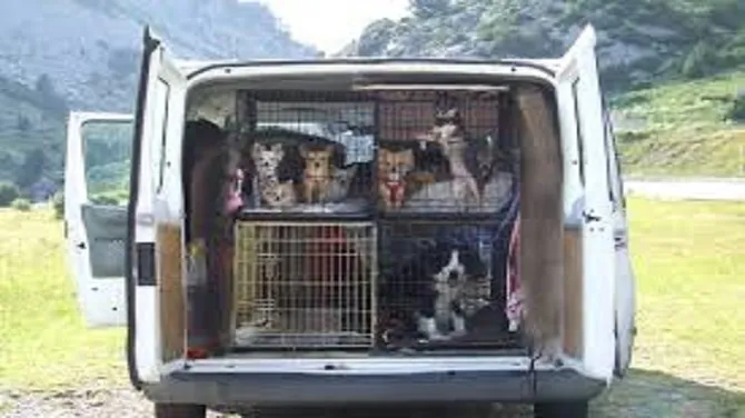 Pet Relocation Services: Making Every Move Easier