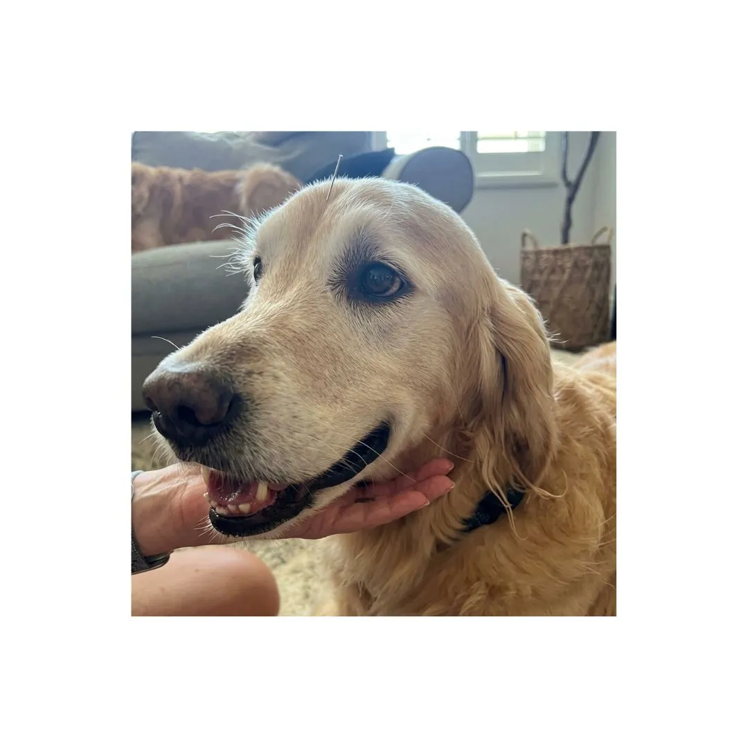Why Choose Pet Acupuncture Near San Diego and How It Can Help Your Pet