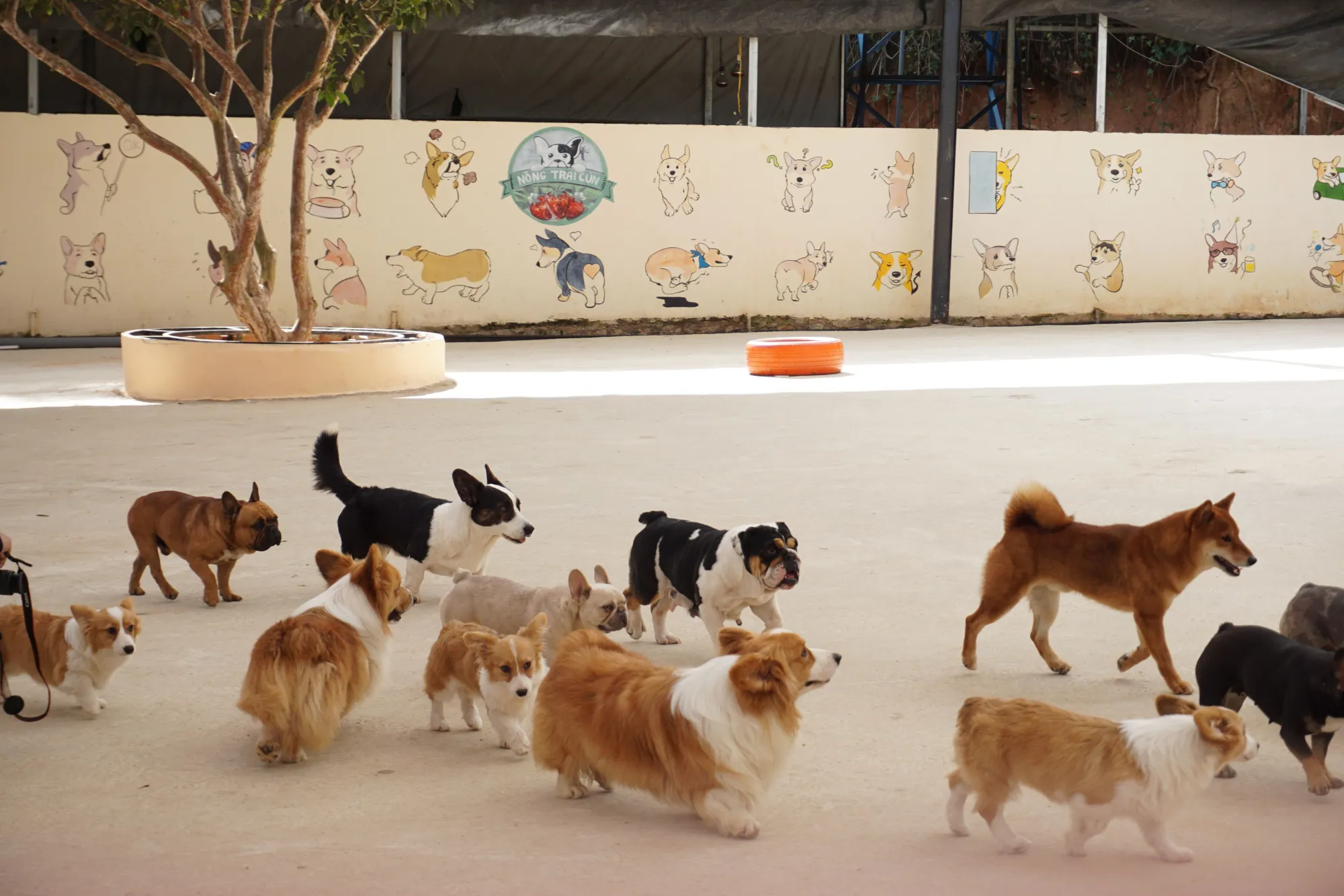 🎾 How Doggy Day Care Keeps Dogs Active, Social and Engaged