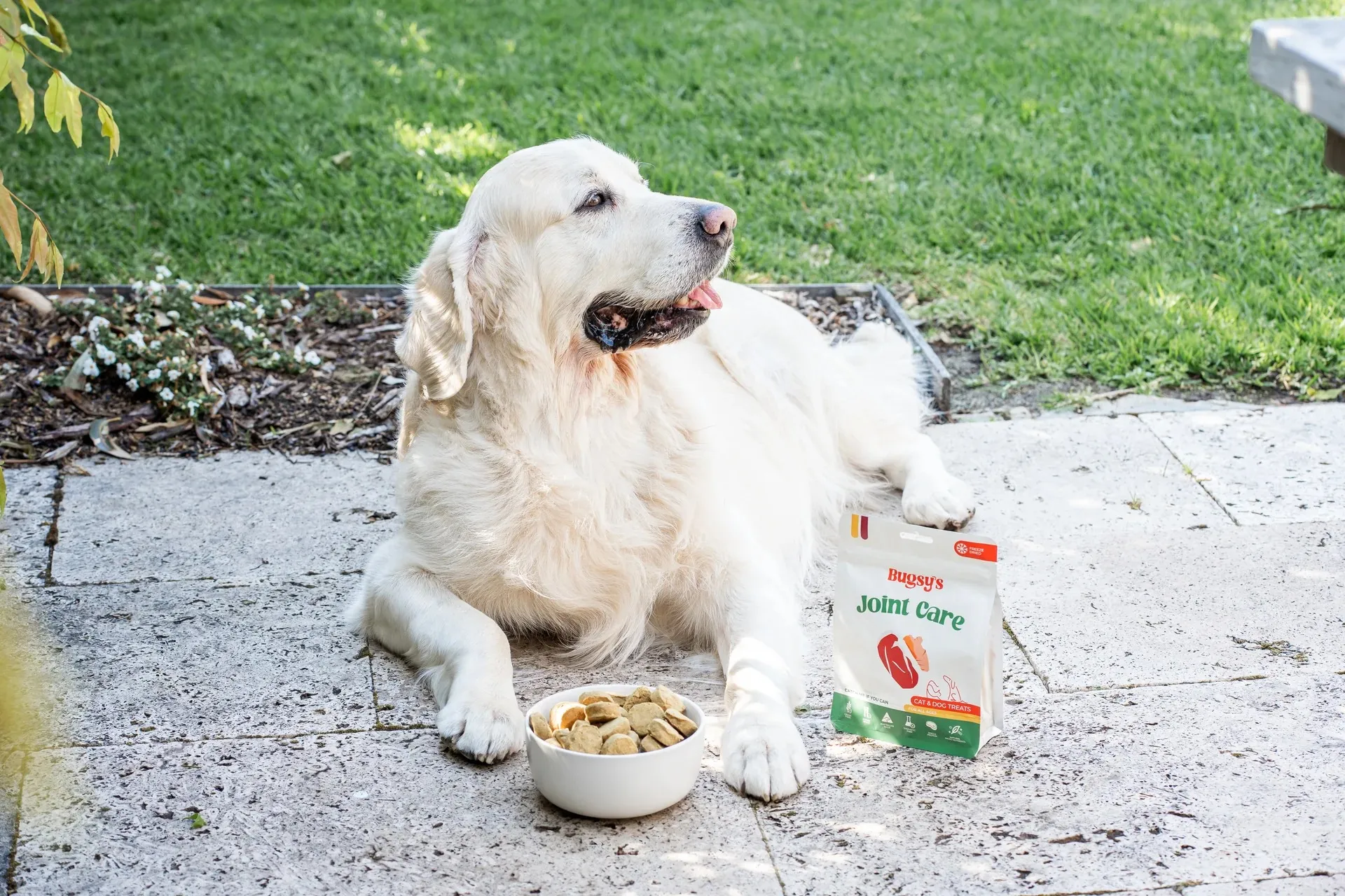 Healthy Dog Treats Your Dog Will Love: What to Consider